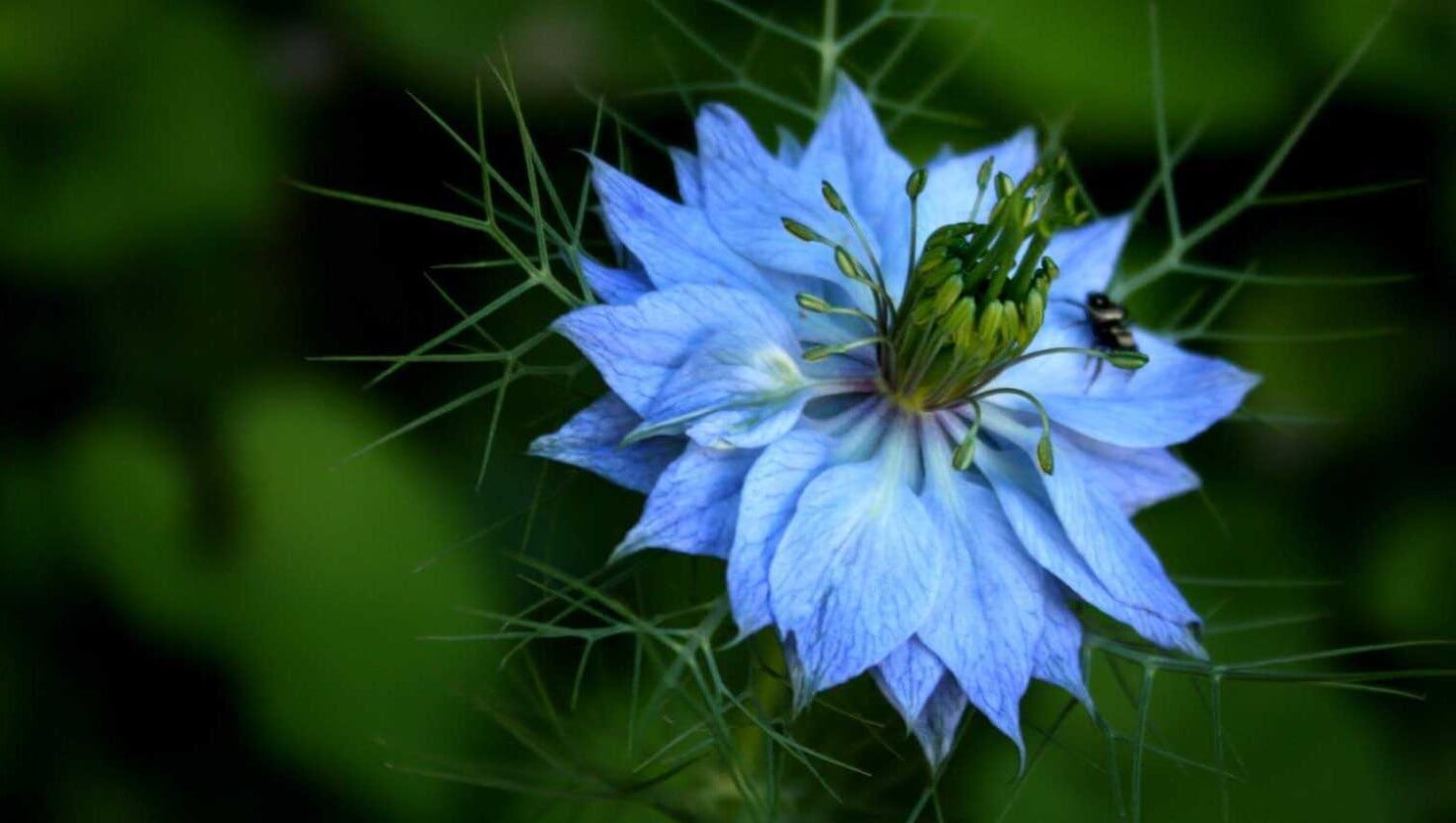 Huile de nigelle contre l'acné Image
