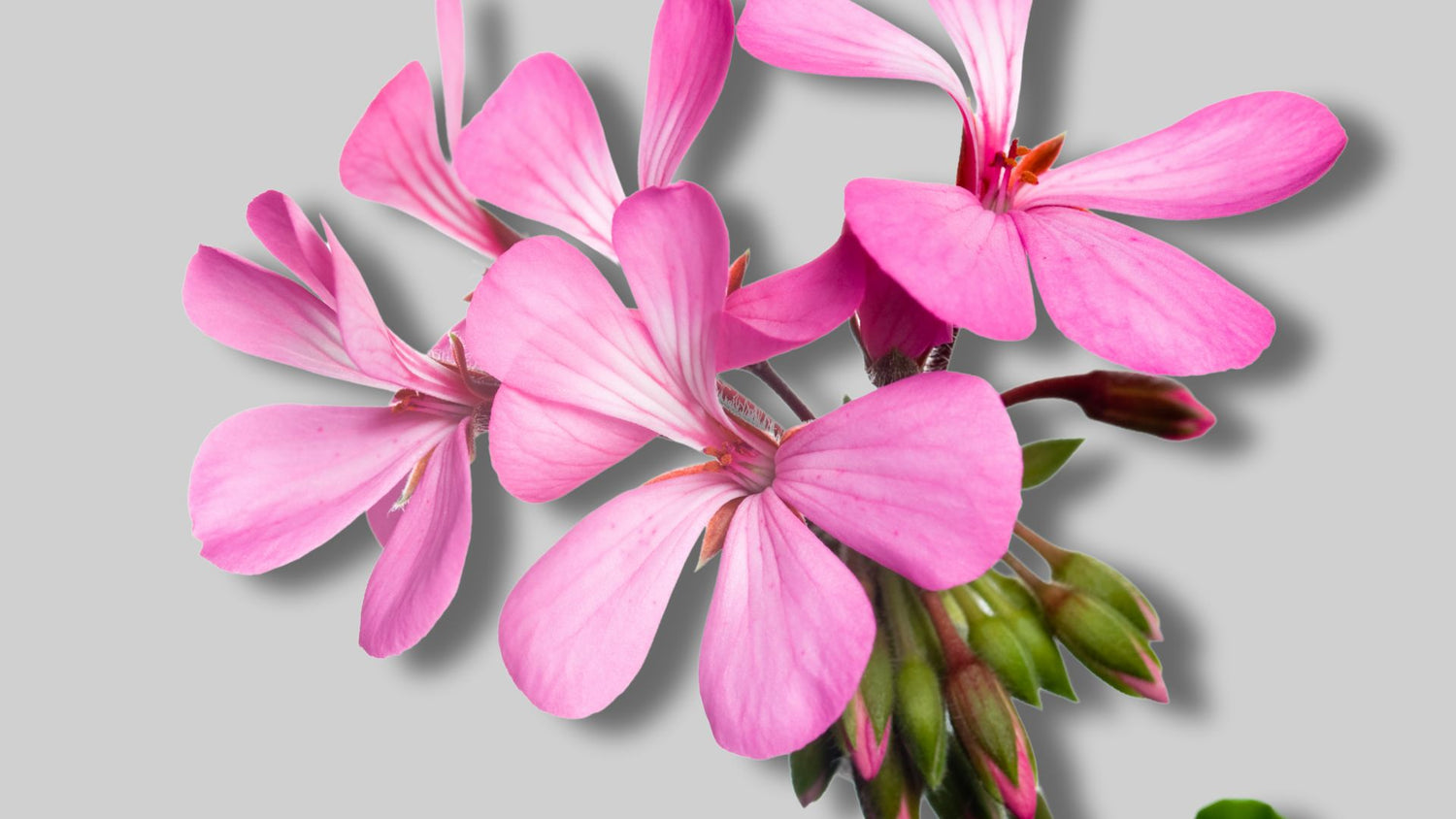 Bourbon geranium essential oil 