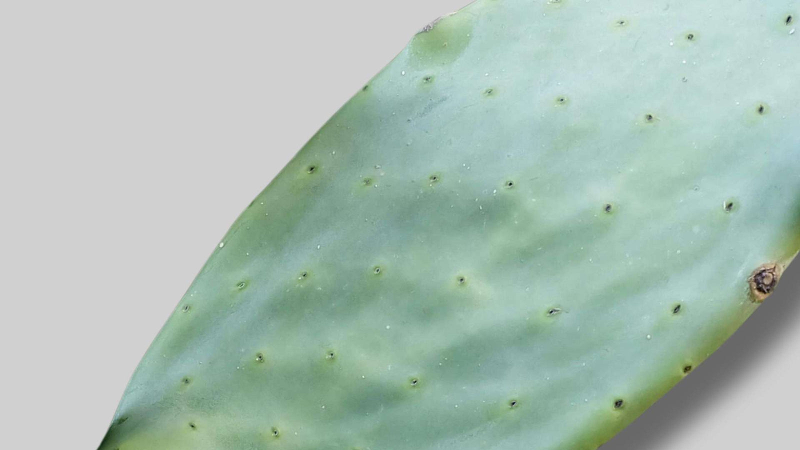 Nopal de figue de barbarie - bio
