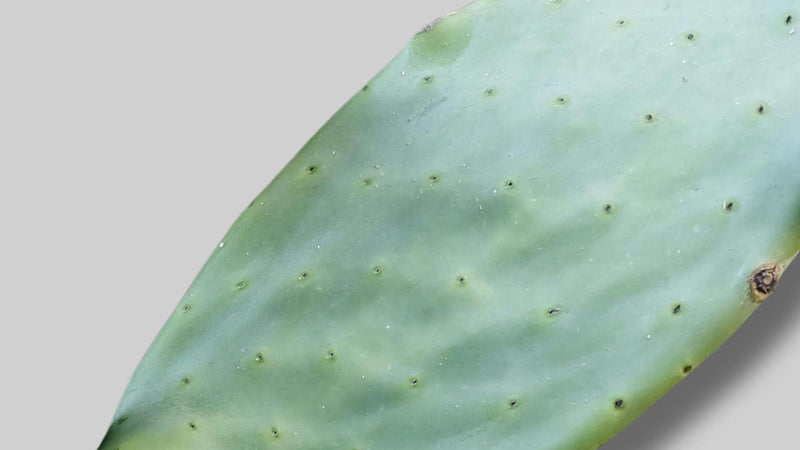 Nopal ou figuier de barbarie