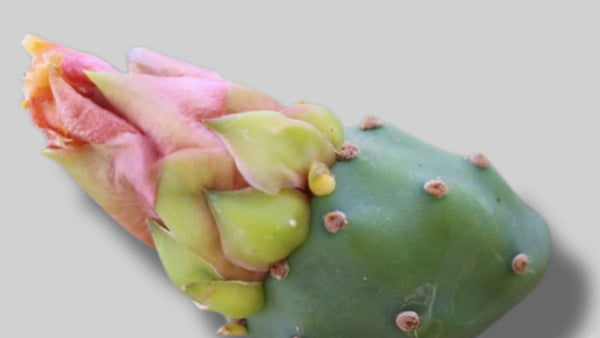 Prickly pear flower