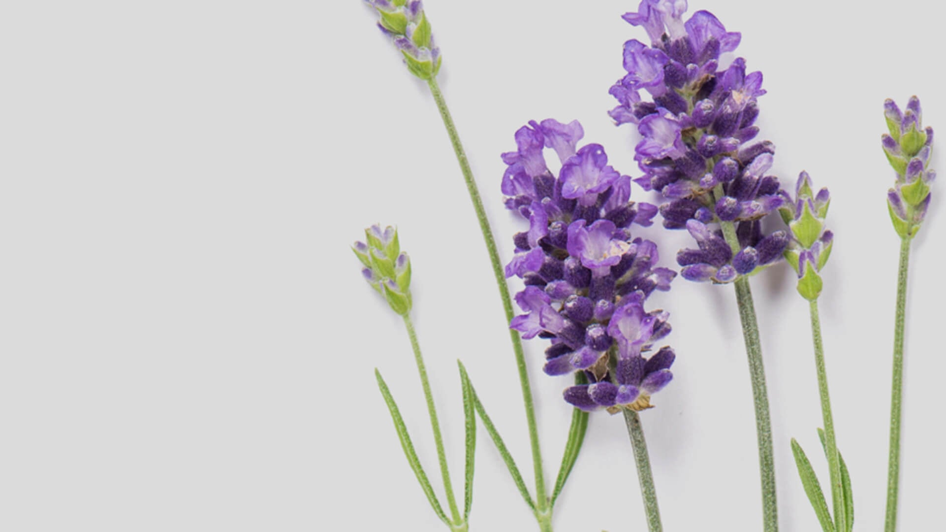 aceite esencial de lavanda fina, orgánico, calmante Imagen