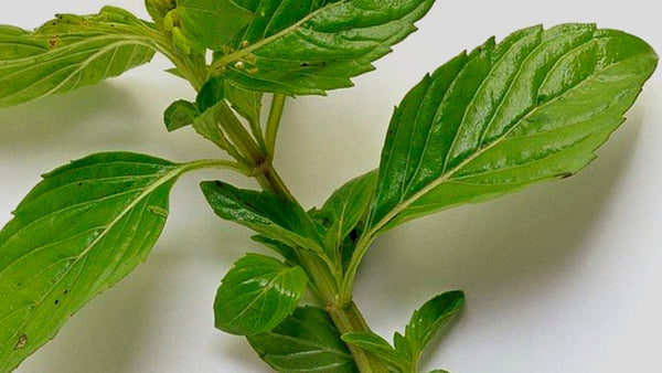 Aceite esencial de menta verde 