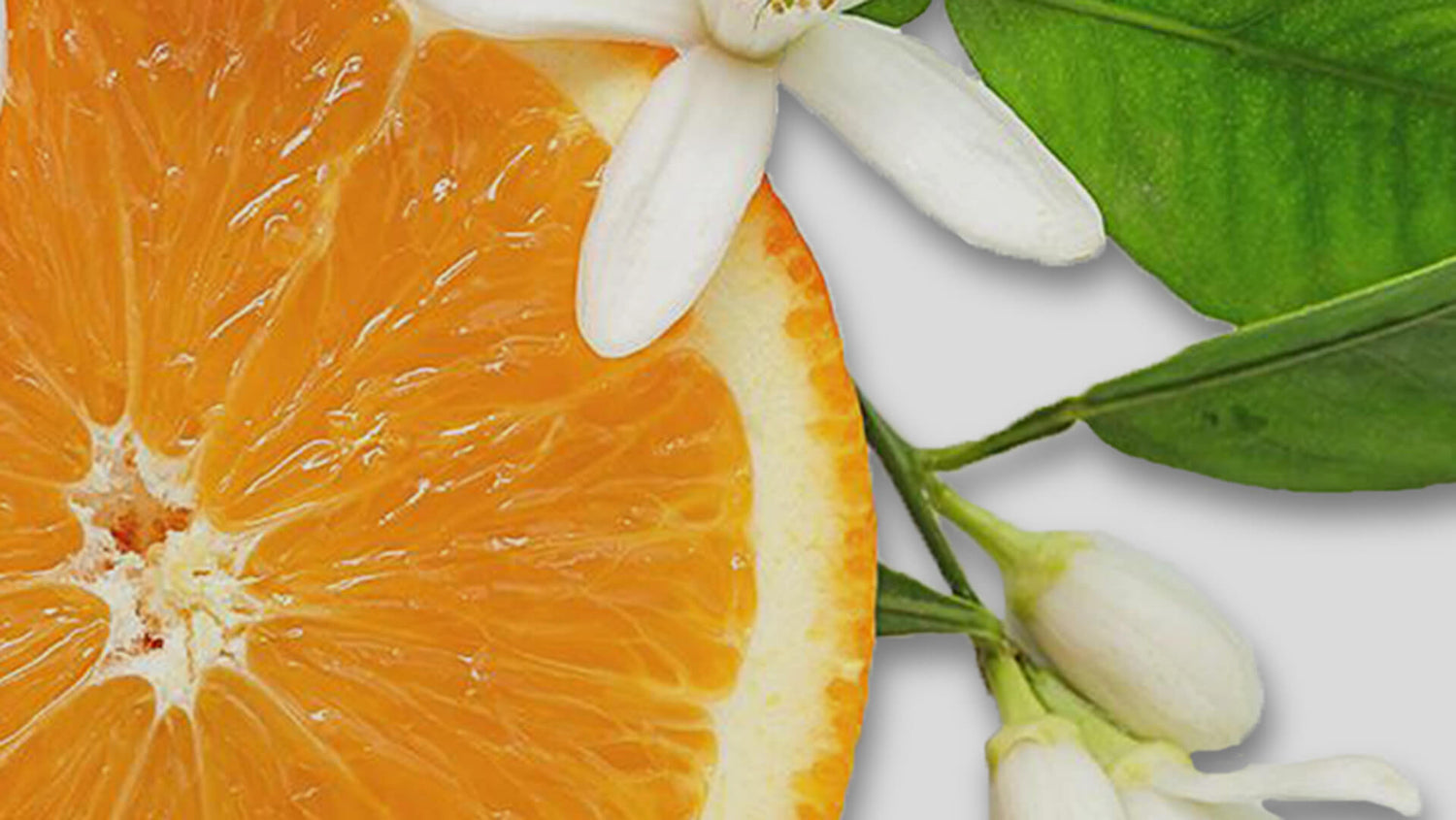 aceite de petitgrain de naranja amarga, antioxidante