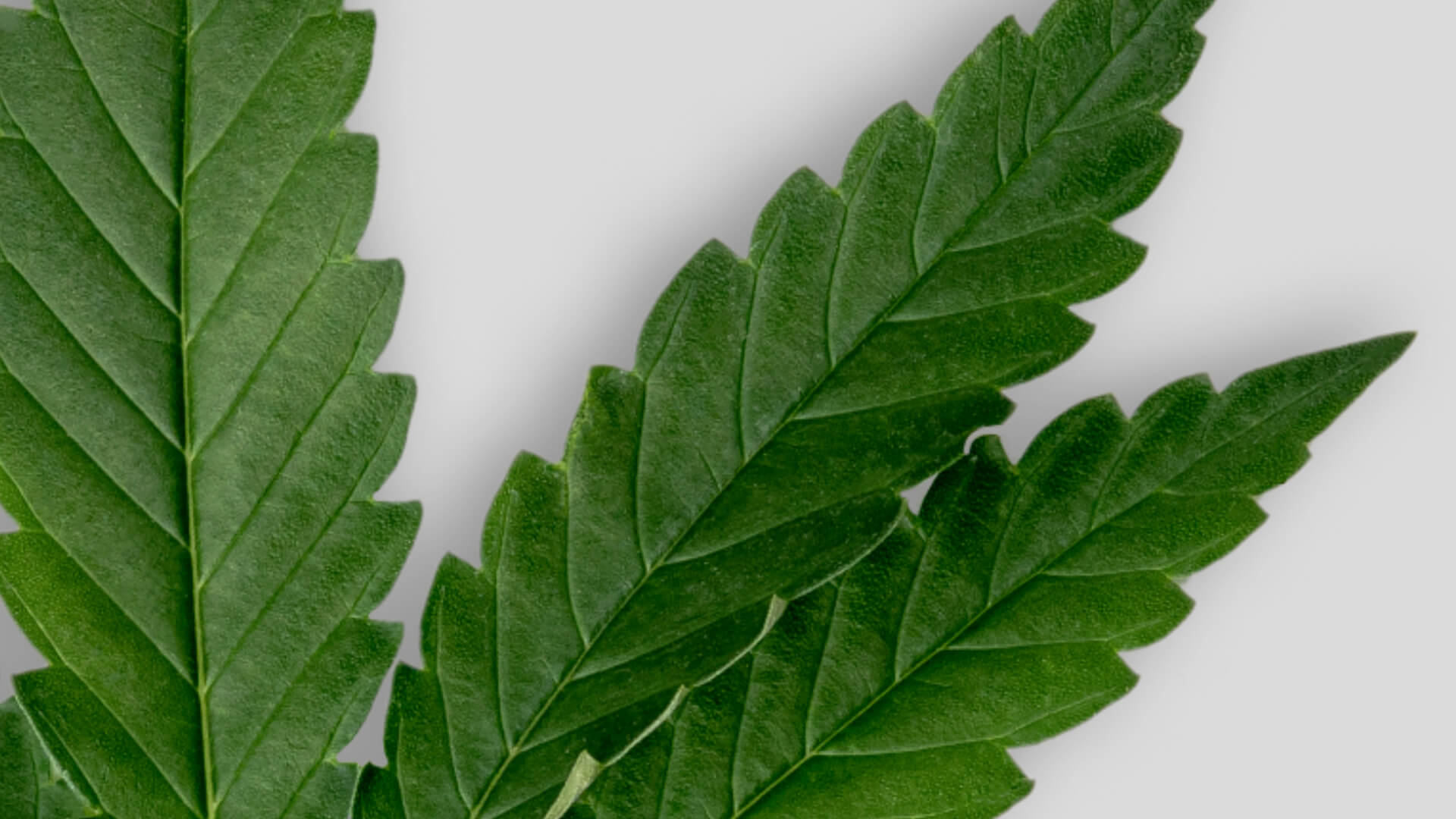 Aceite vegetal, cañamo, orgánico  Imagen