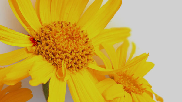 Arnica bio, organic, anti-inflammatory, calming 