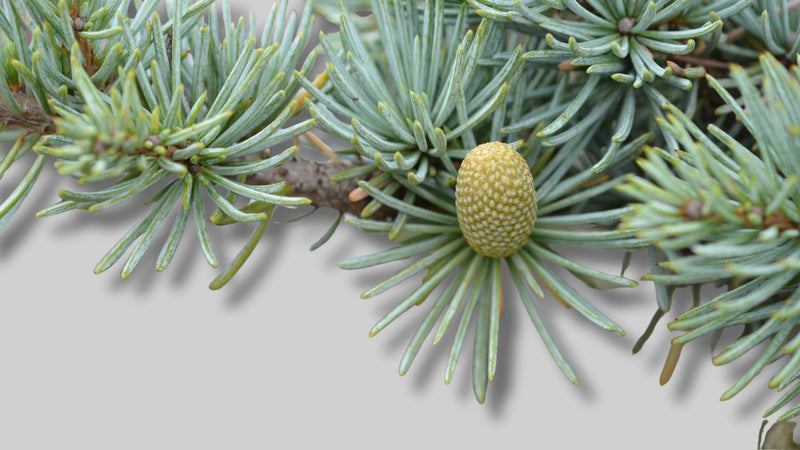 Atlas ceder, essential oil, hair, skin 