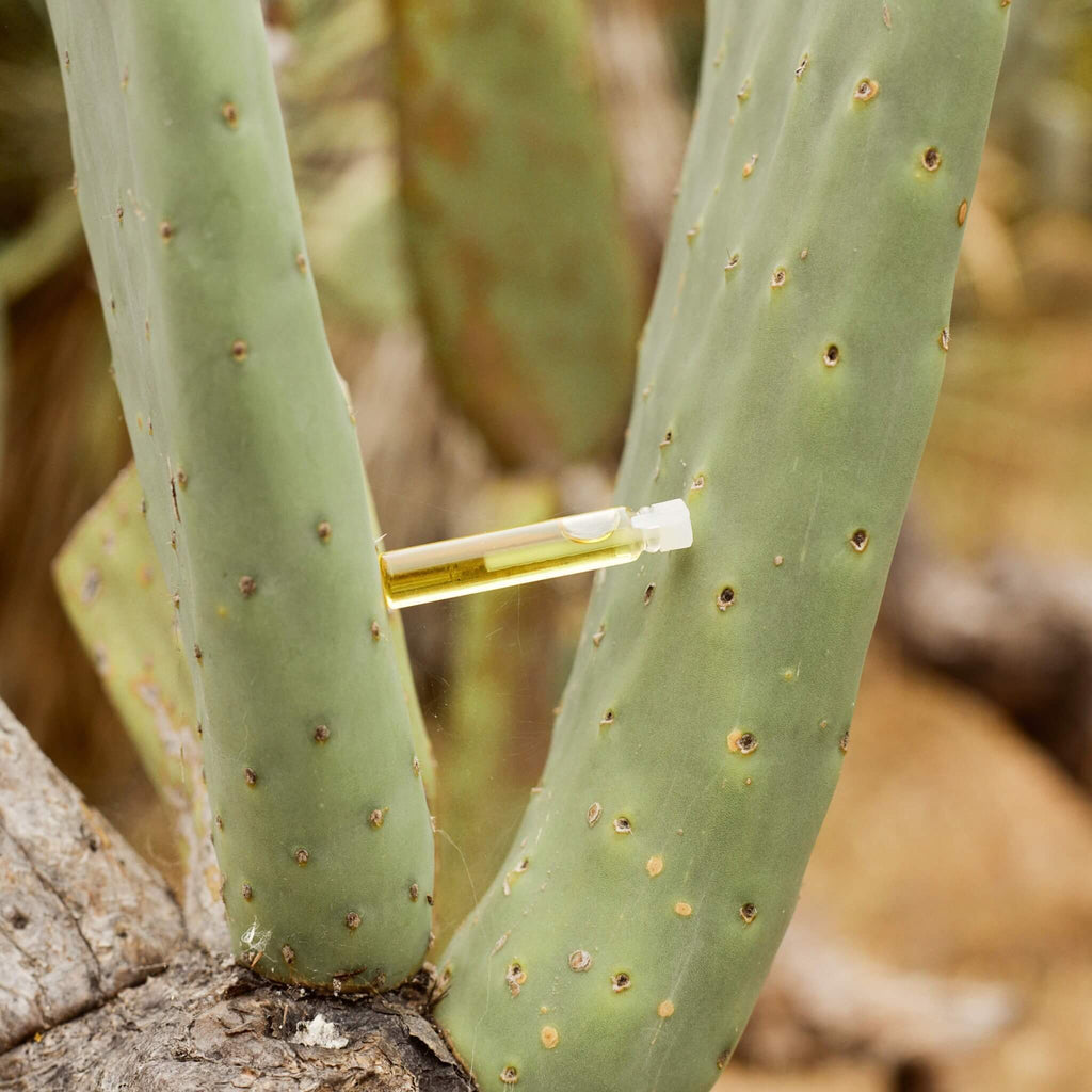 Parfum à la bergamote et à l'ylang ylang