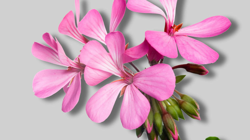 Bourbon geranium, essential oil, radiant skin 