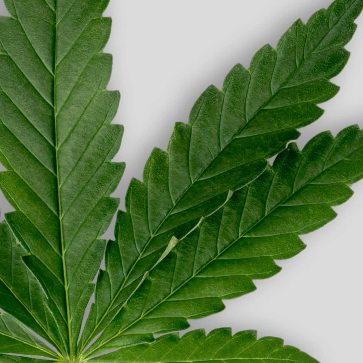 Plante de chanvre, cbd bio