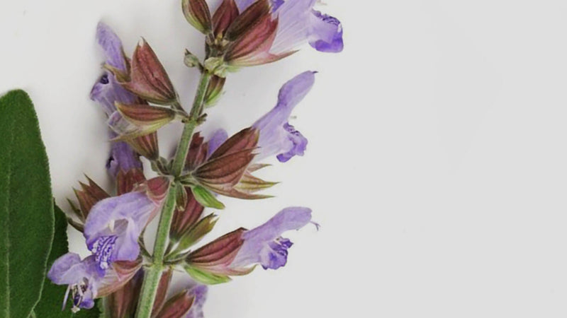 Clary sage, essential oil, regenerating