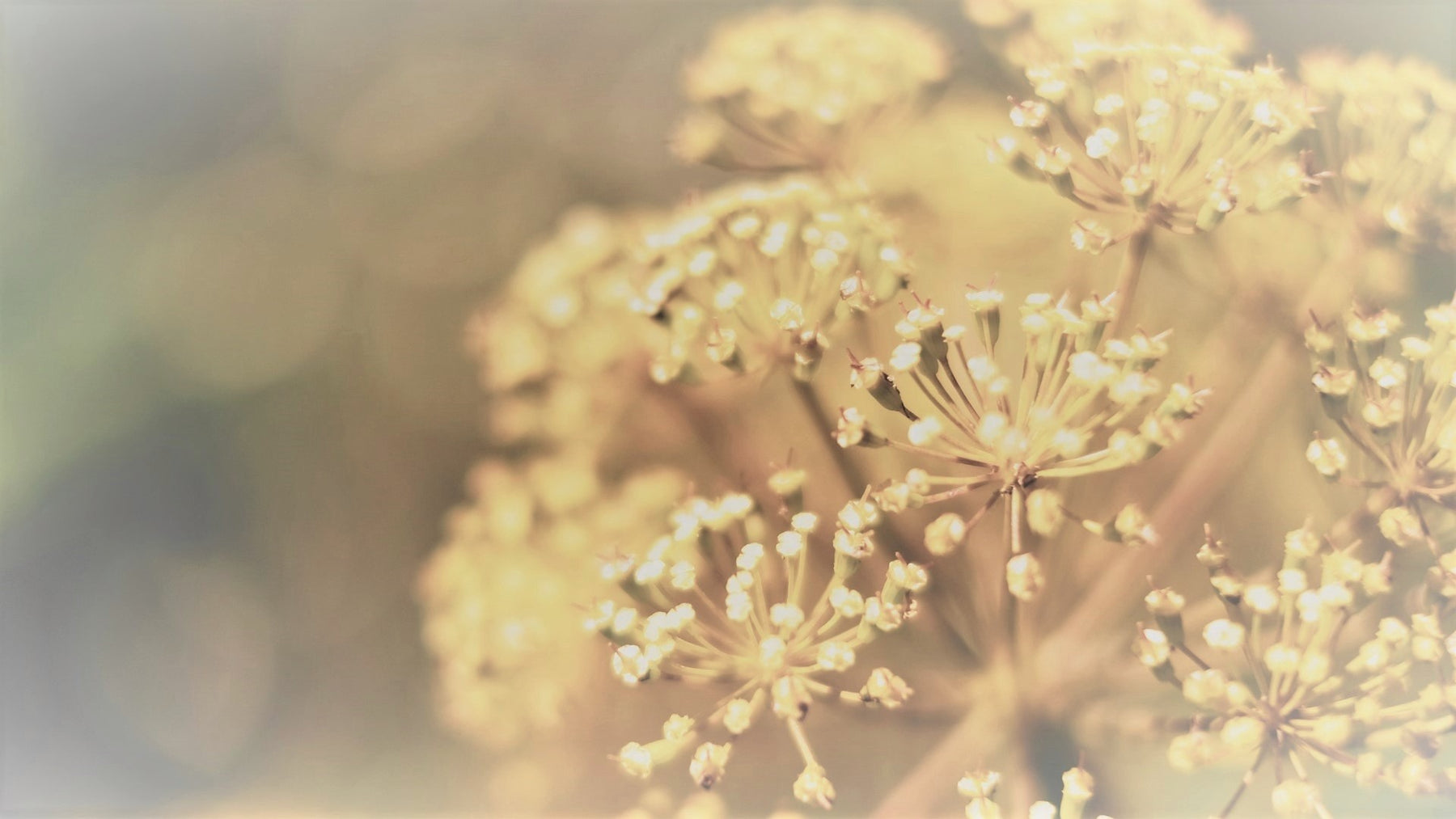 Cosmética natural e biológica certificada por cosmos ecocert