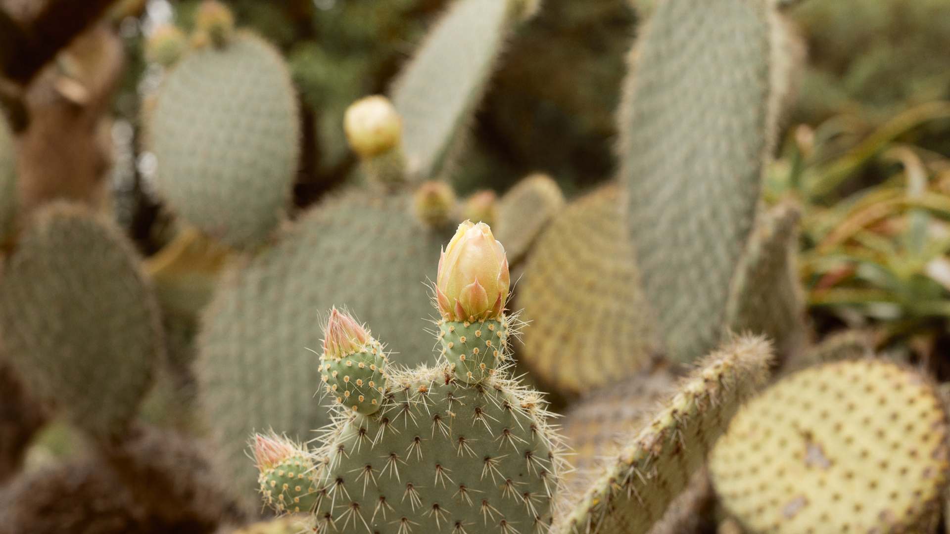 figo da india e argao cuidado organico farmacia