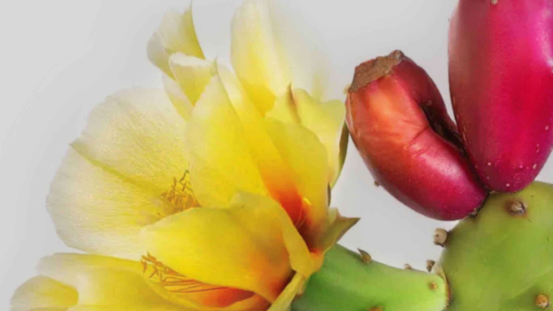 Figue de barbarie, bio, antioxydant pour la inflammation et anti-vieillissement Image