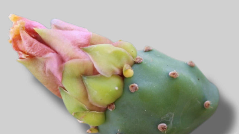 flor del higo chumbo