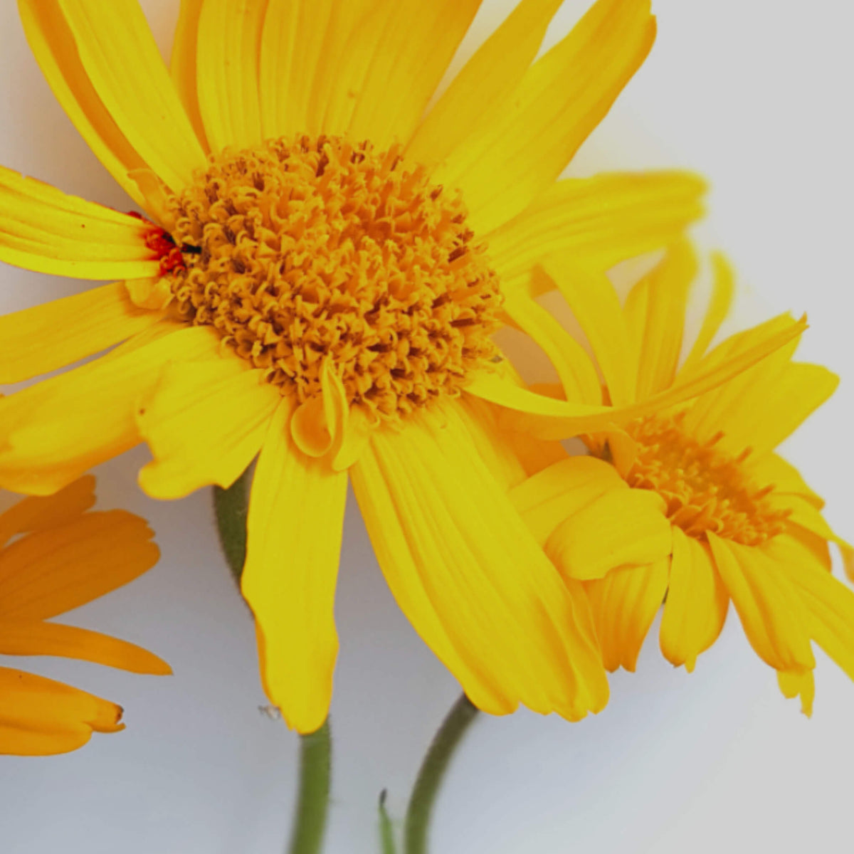 huile d'arnica anti-inflammatoire-cicatrisant 