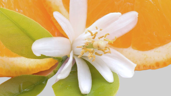 Néroli, huile essentielle 