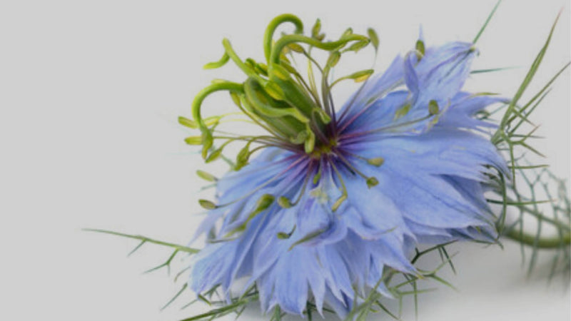 Nigelle, cumin noir, huile vegetale, anti-inflammatoire