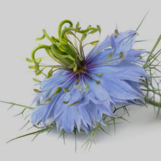 Nigelle huile, bio, purifie, répare