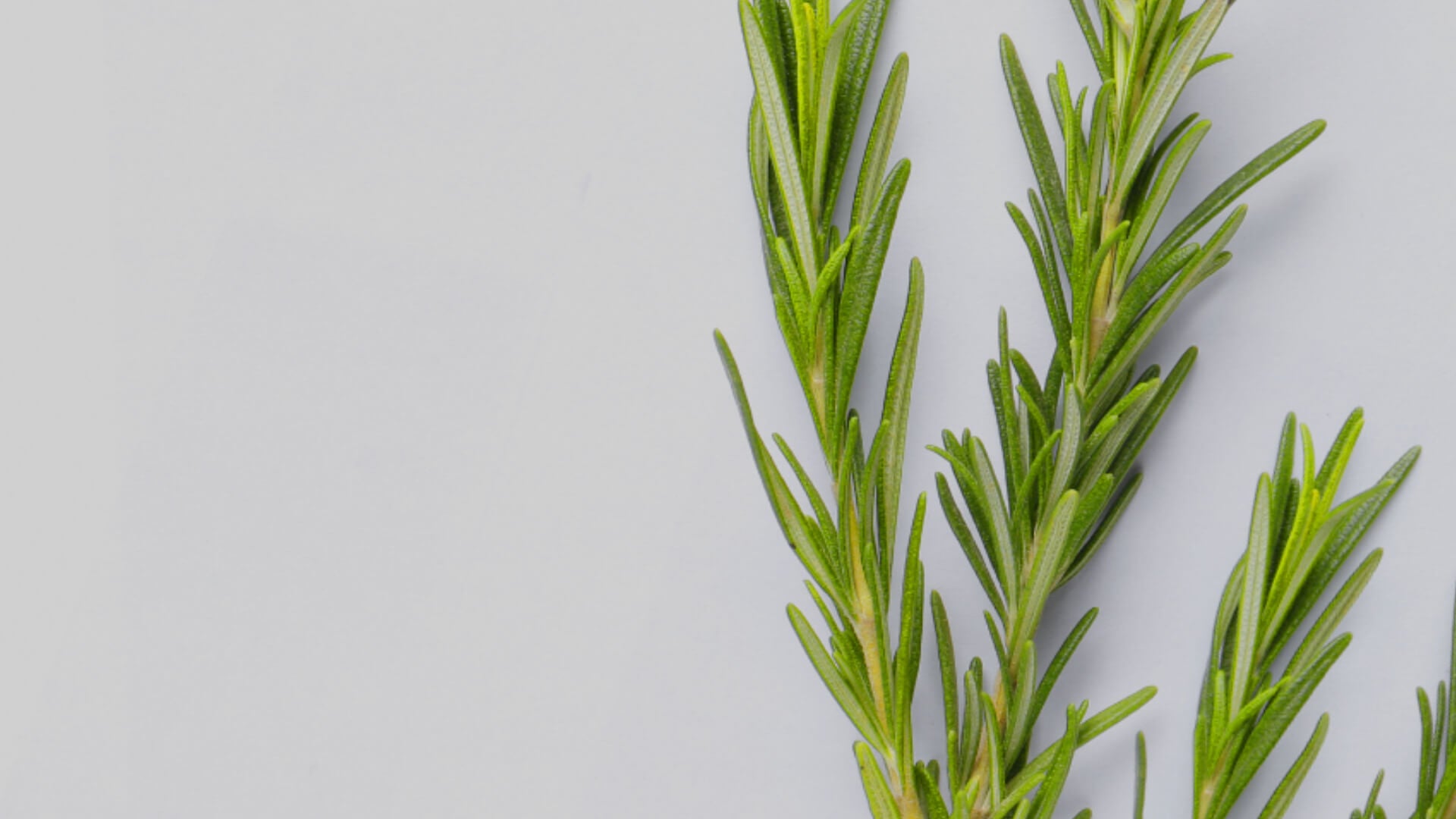 Rosemary essential oil, relaxing  Image