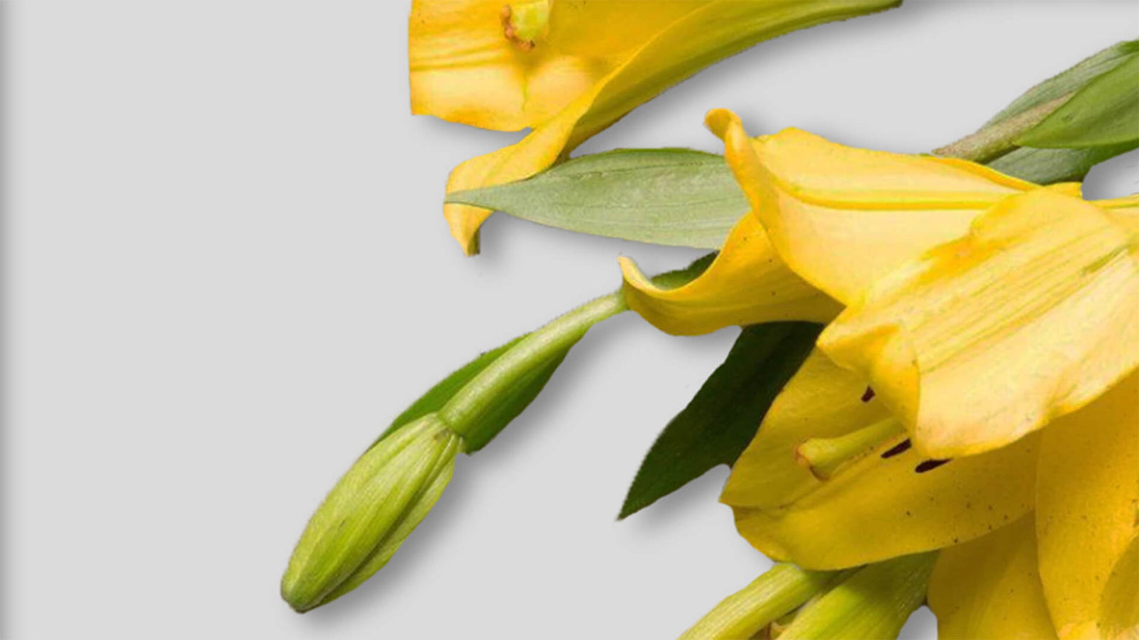 Ylang-ylang - bio