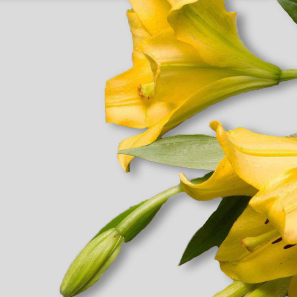 Ylang ylang : ingredient calmant et apaisant
